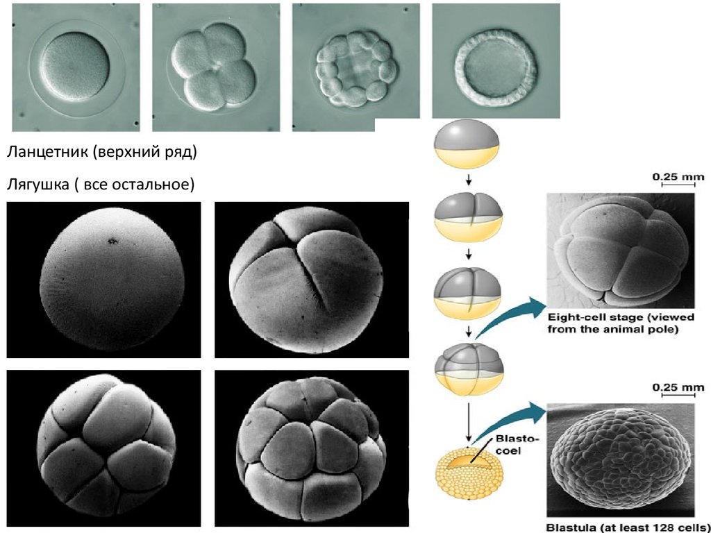 Дробление и начало развития оплодотворенного яйца ланцетника рисунок