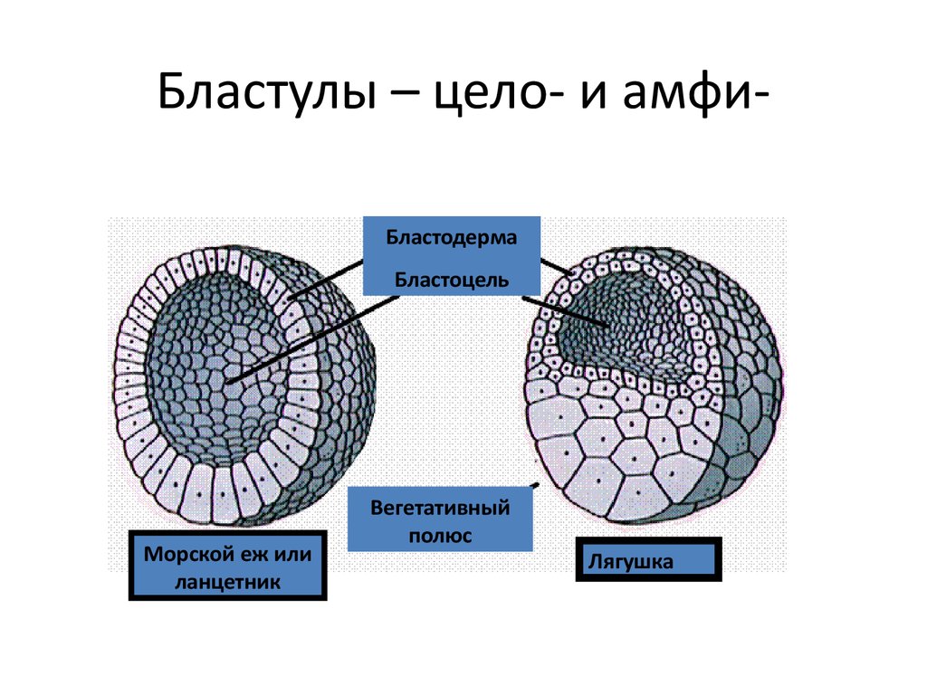 Бластула рисунок биология