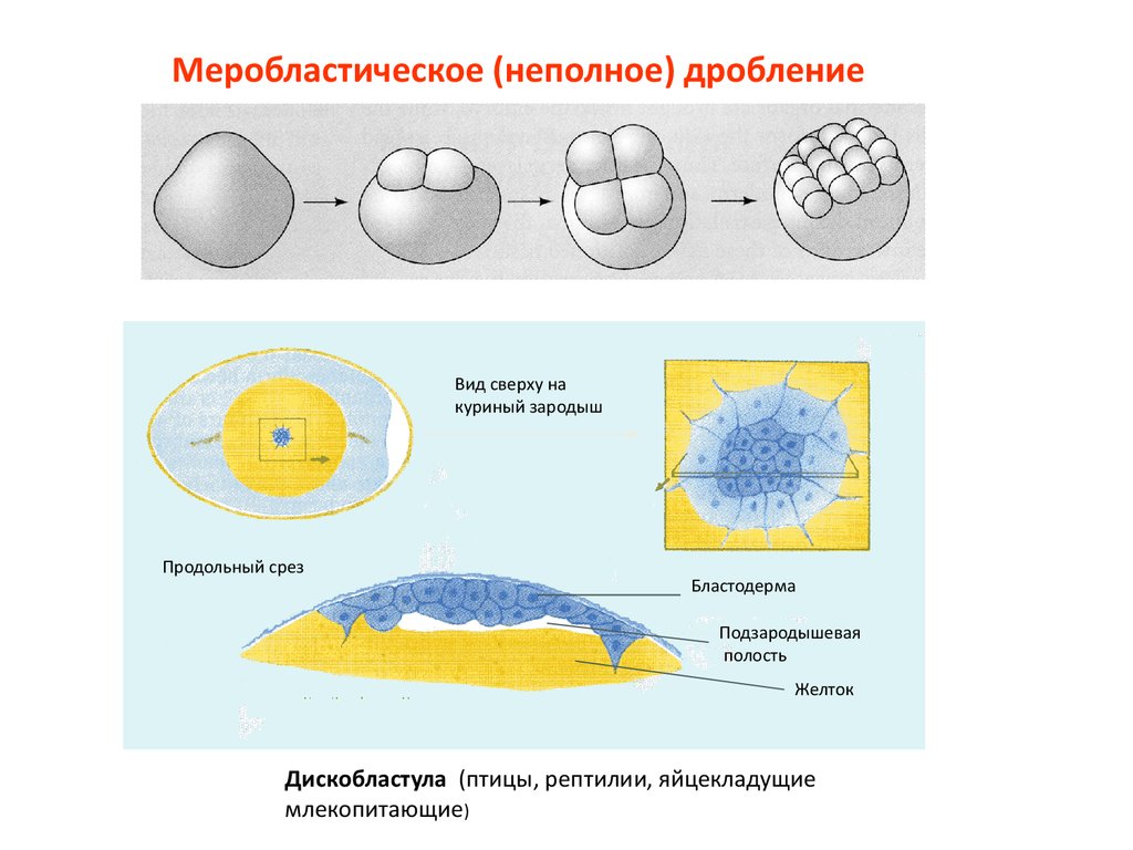 Неполное дробление. Неполное дискоидальное дробление. Дискоидальное дробление зиготы. Поверхностное дробление зиготы. Меробластическое дробление зиготы.