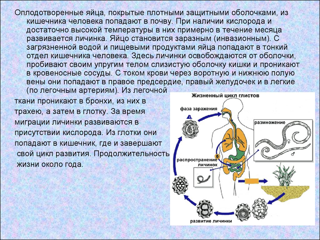 Круглые черви размножение. Цикл развития круглых червей нематоды. Жизненный цикл круглых червей паразитов. Жизненный цикл нематод схема. Цикл размножения круглых червей.