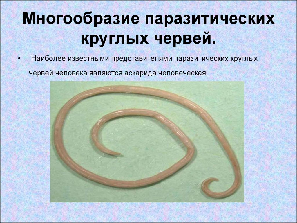 К круглым червям относятся ответ. Круглые черви паразиты аскарида. Круглые черви аскарида человеческая. Человеческая аскарида Тип червей. Круглые черви нематоды аскарида.
