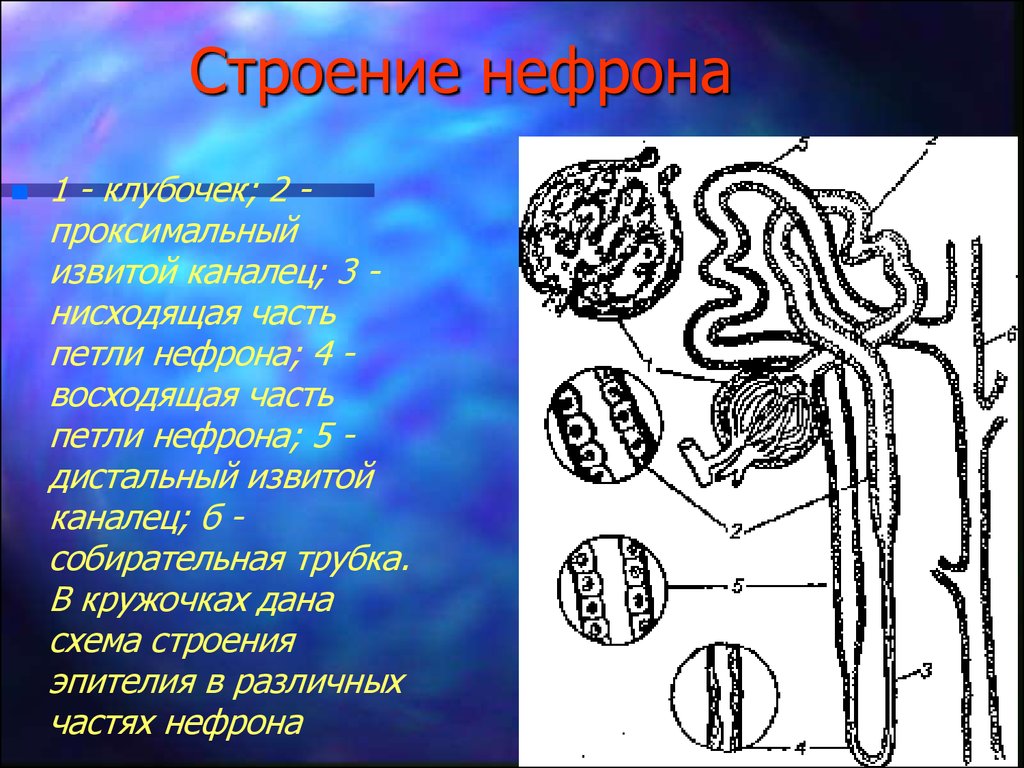 Схема строения нефрона