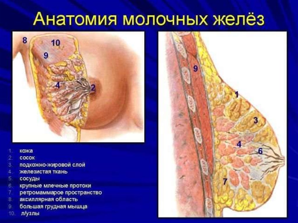 Анатомия молочной железы презентация