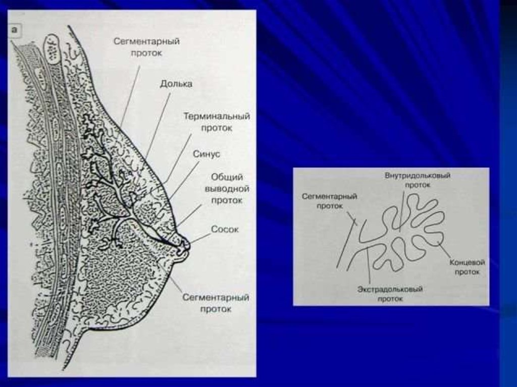 Молочный проток. Молочные железы рентгеноанатомия. Молочная железа строение дольки. Строение протоков молочных желез. Рентген анатомия молочных желез.