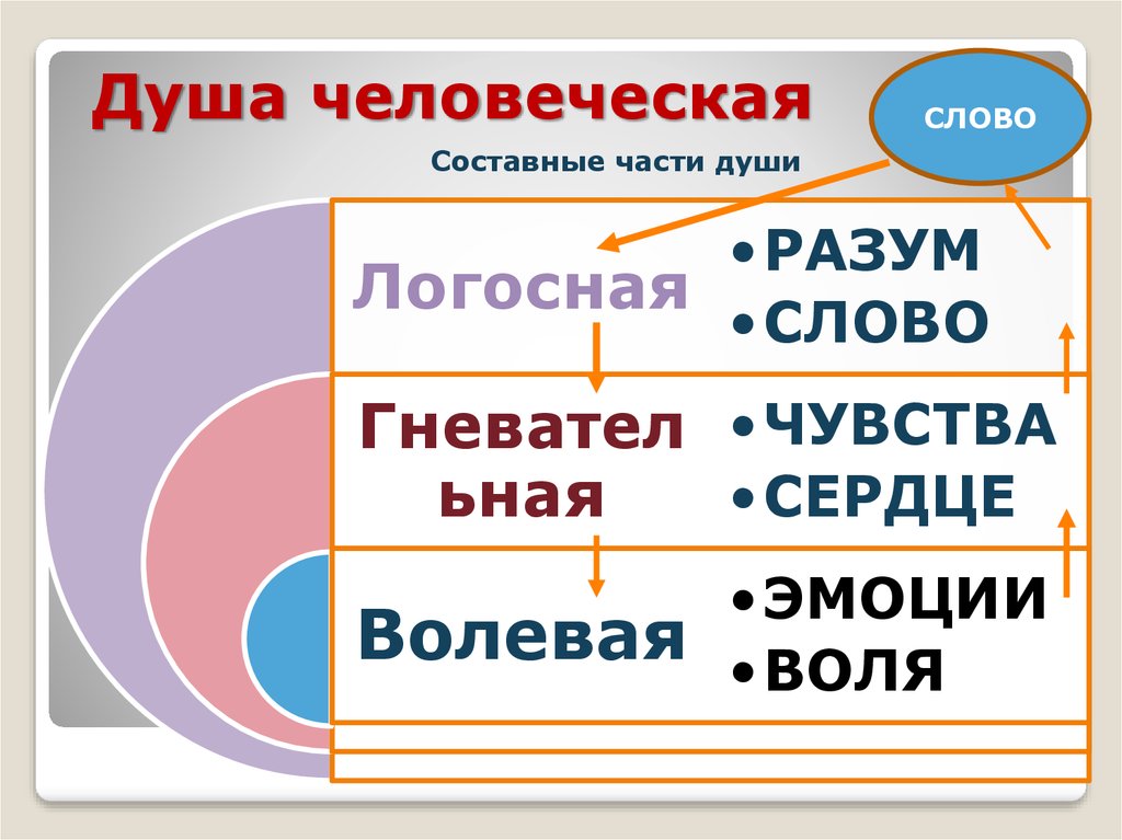 Типы души. Составные части душа. Части души человека. Части человеческой туши. Типы души человека.