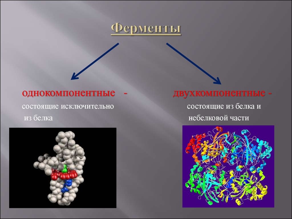 Ферменты клетки синтезируются в. Ферменты. Ферменты химия. Однокомпонентные ферменты. Метаболические ферменты.
