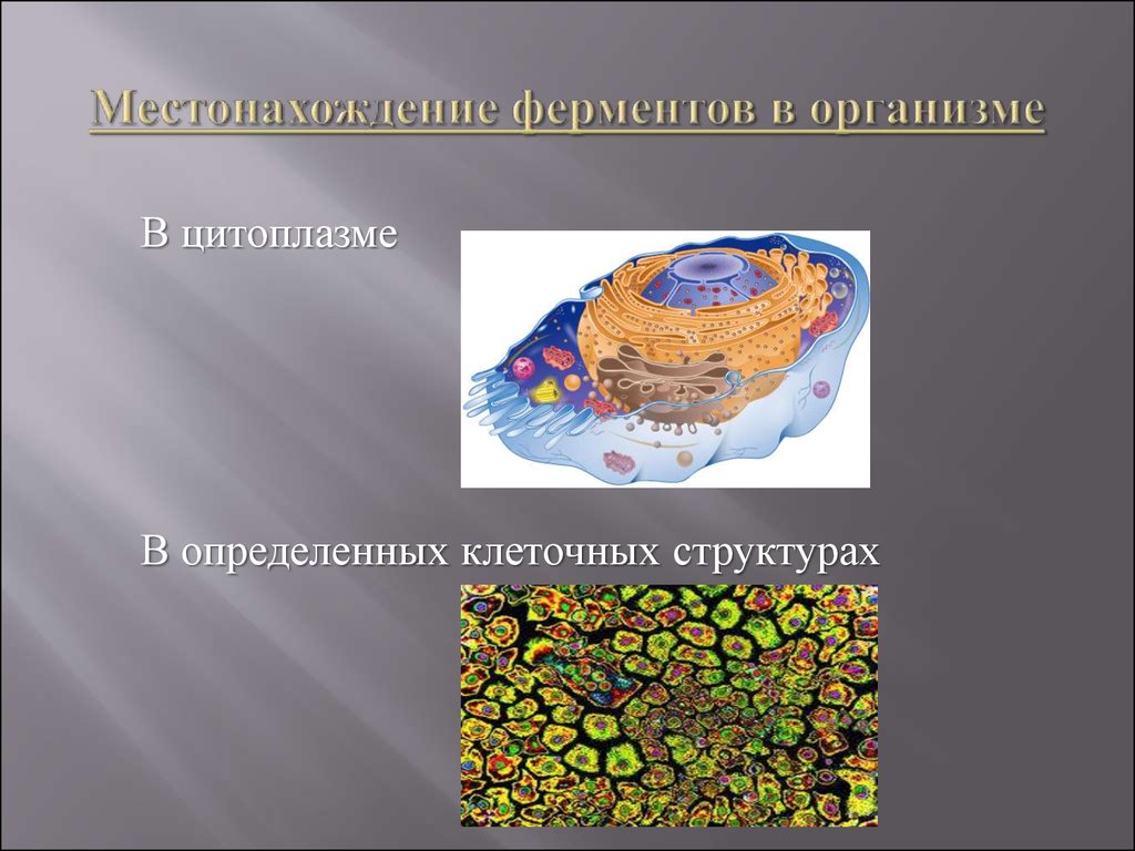 Ферменты клетки синтезируются в. Местонахождение ферментов в организме. Распределение ферментов в организме. Ферменты цитоплазмы.