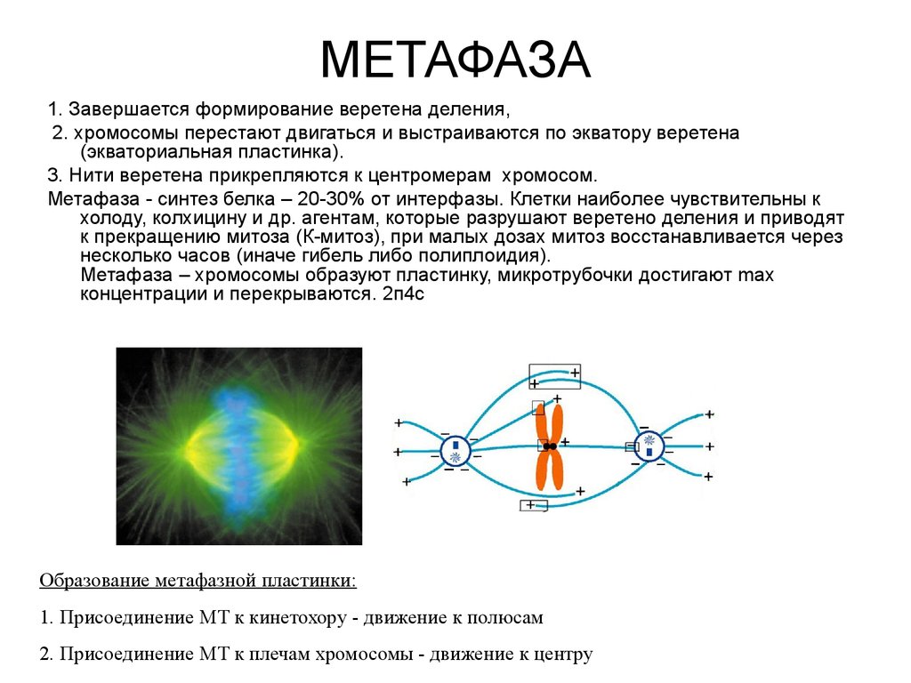 Формирование веретена. Веретено деления метафаза 2. Завершение формирования веретена деления. Формирование веретена деления происходит в. Метафаза формирование веретена деления.