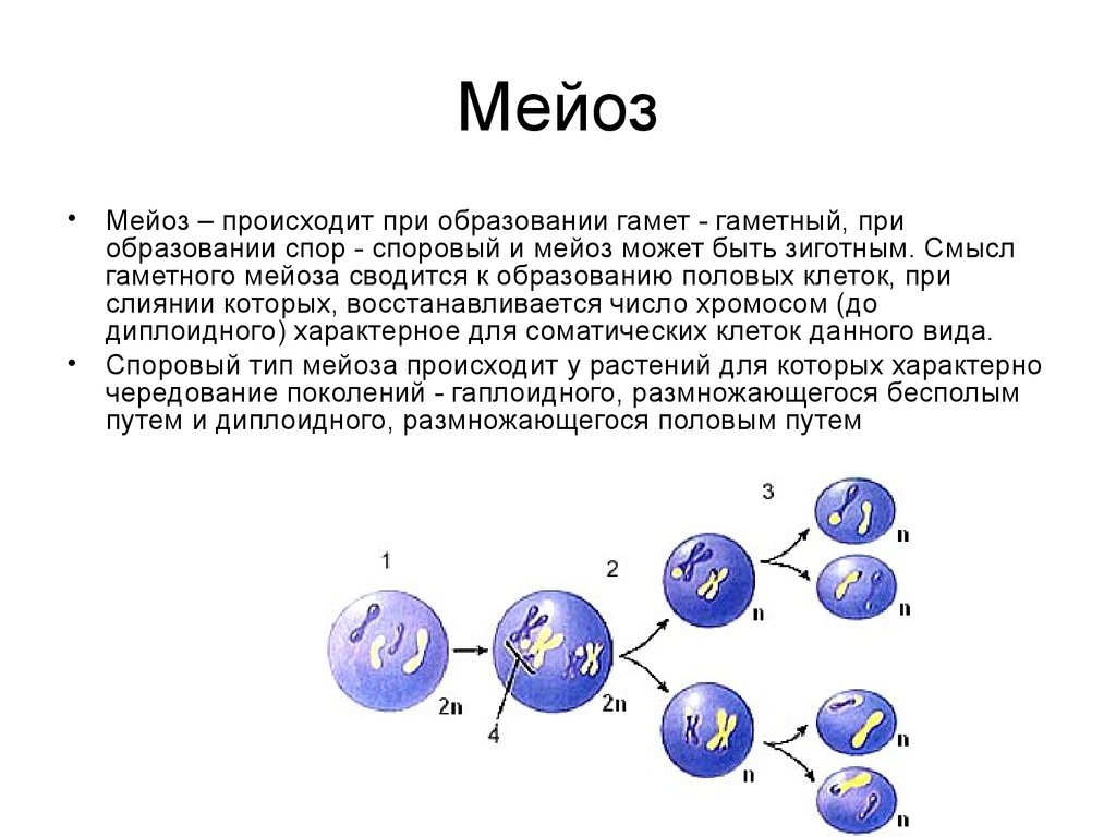 Что такое мейоз