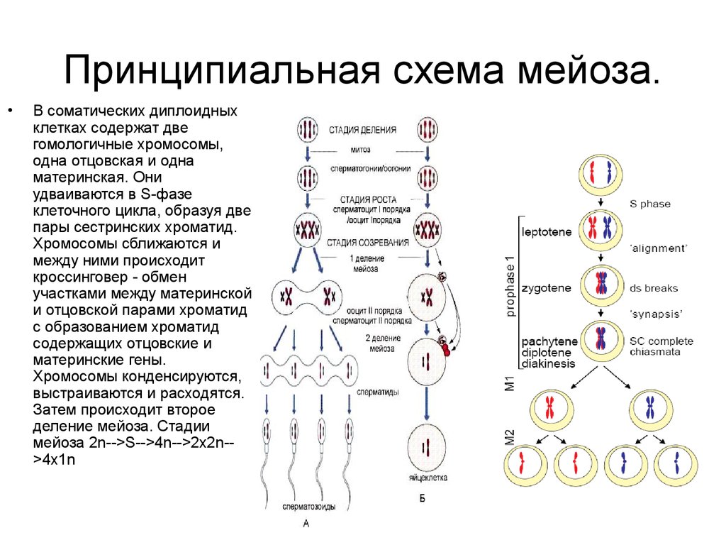 Перед делением клетки хромосомы. Схема мейоза с 2 хромосомами. Процесс мейоза схема. Деление клетки мейоз схема. Цикл мейоза схема.