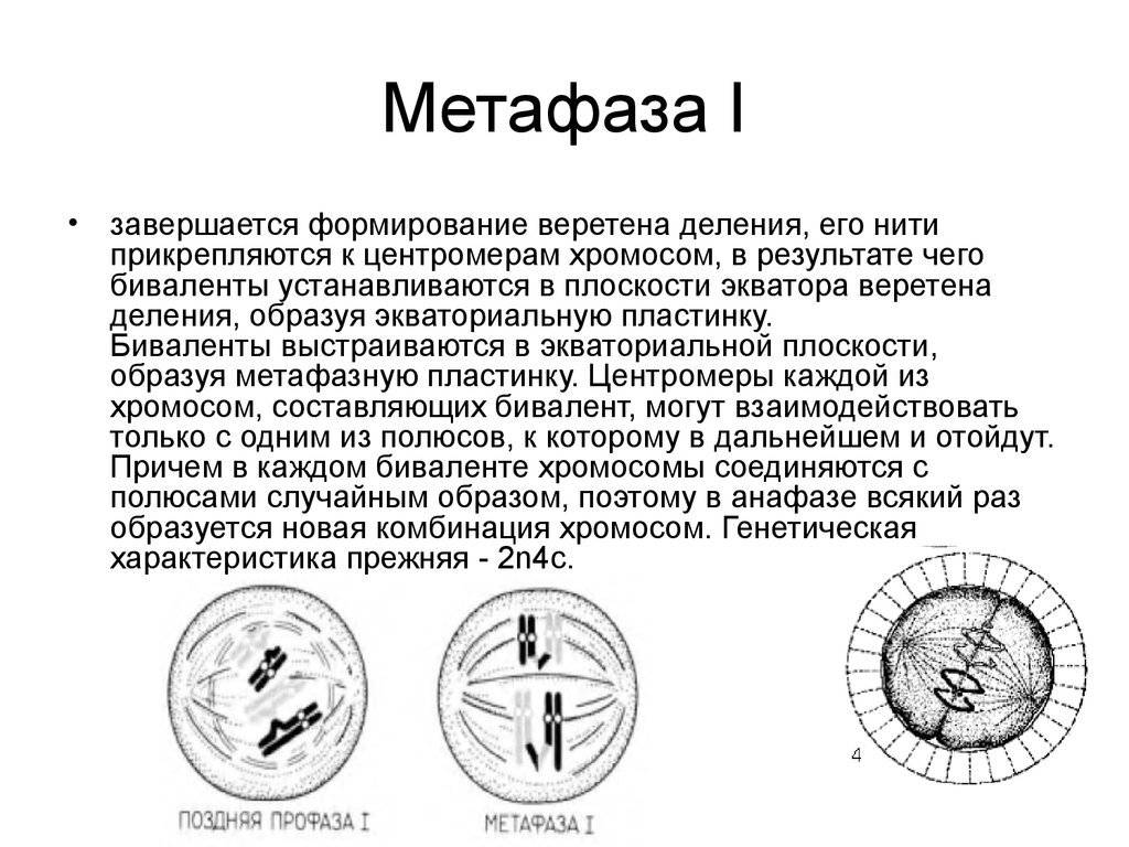 Формирование веретена. Нити веретена деления прикрепляются к центромерам. Метафаза формирование веретена деления. Метафаза 1 характеристика клетки. Формирование ахроматинового веретена деления.