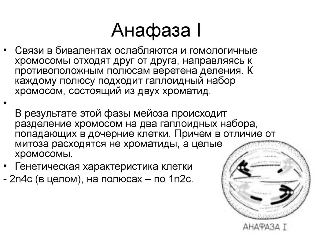 В анафазе митоза происходит. Анафаза 1 набор хромосом. Набор хромосом в анафазе митоза. Бивалент набор хромосом. Анафаза митоза хромосомный набор.