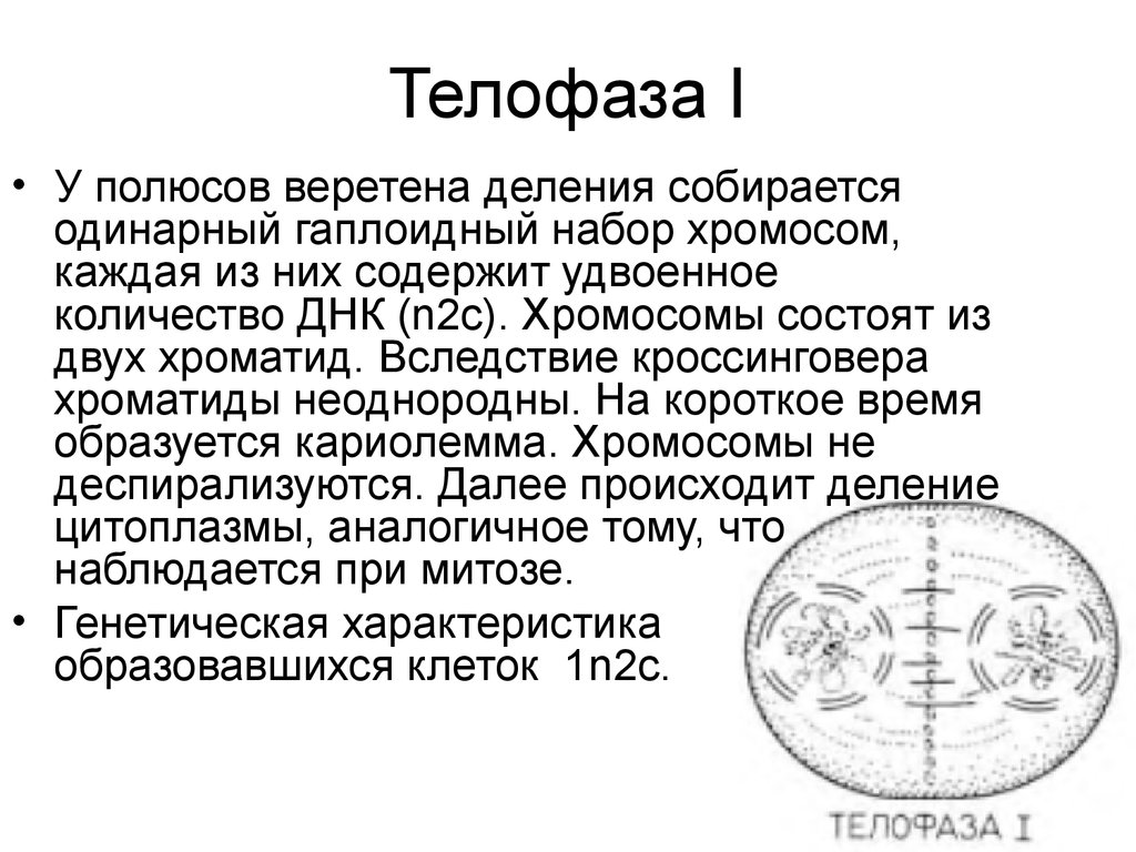 Телофаза. Телофаза характеристика. Телофаза 2 хромосомный набор. Телофаза ЕГЭ. Телофаза 1 набор у полюсов.