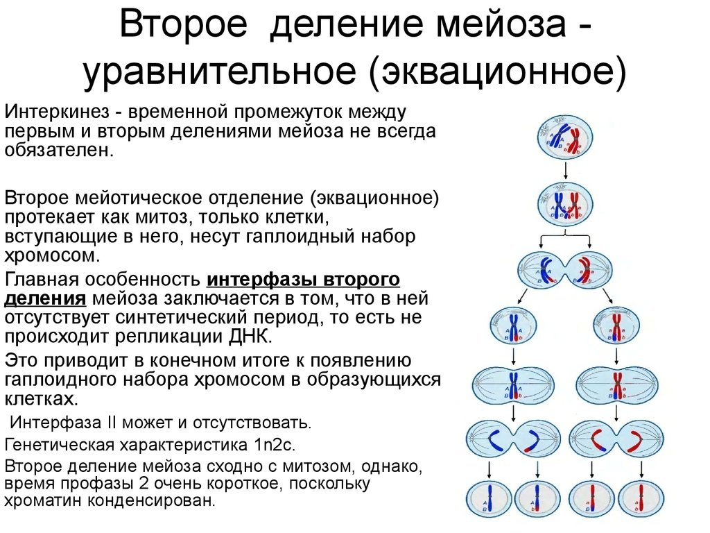 Деление клеток спорангия мейозом. Схема мейоза первое деление и второе деление. Характеристика второго деления мейоза. Мейоз 1 редукционное деление. Фазы мейоза 1 деление 2 деление.