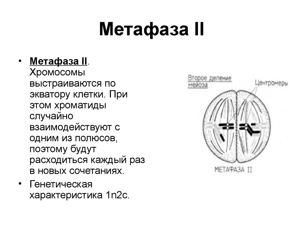 Деление центромер. Метафаза 2 мейоза характеристика. Метафаза 1 мейоза характеристика. Метафаза 1 характеристика. Характеристика метафазы.