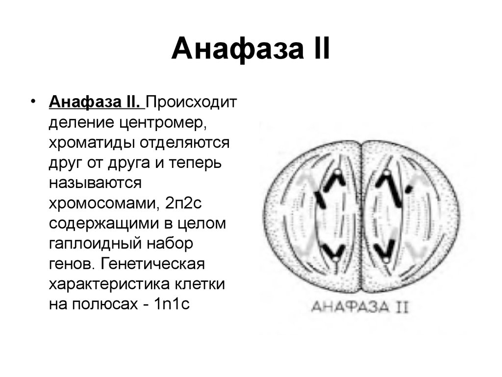 Анафаза 2. Анафаза мейоза 2 анафаза. Мейоз 2 анафаза 2. Анафаза 2 деления мейоза. Характеристика анафазы митоза.