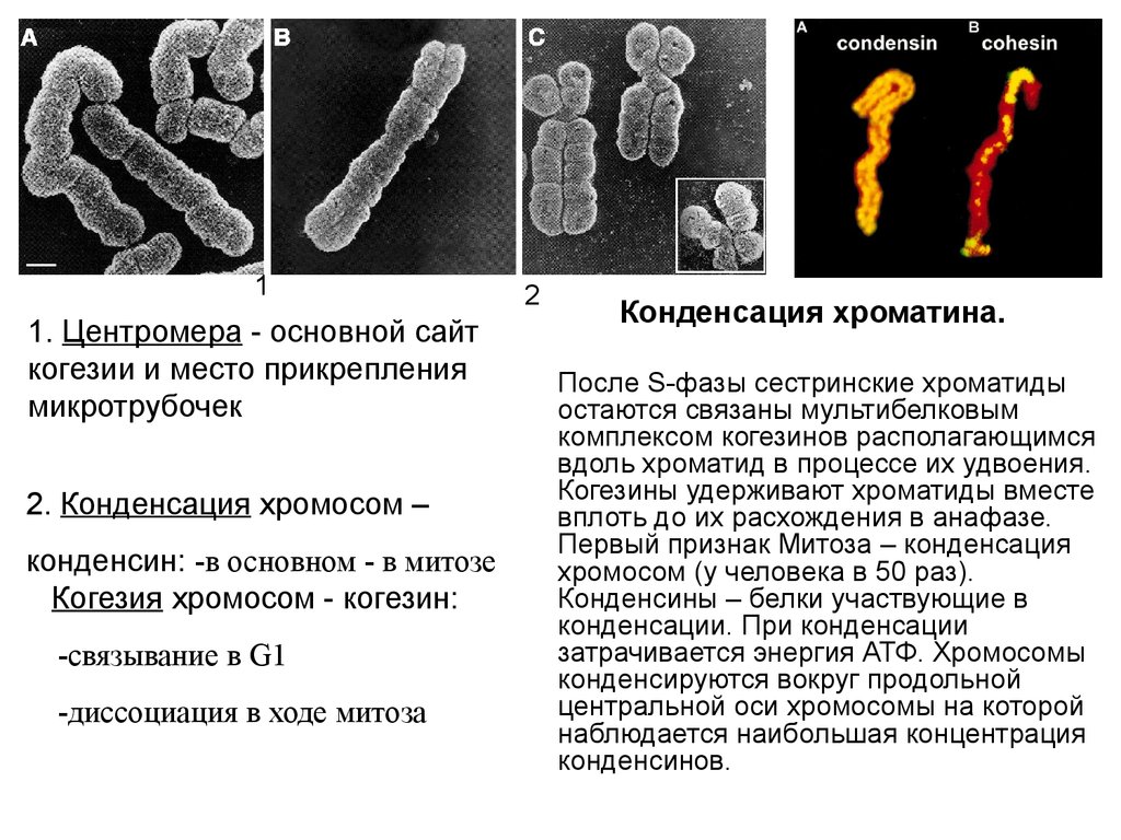 Деконденсация хроматина