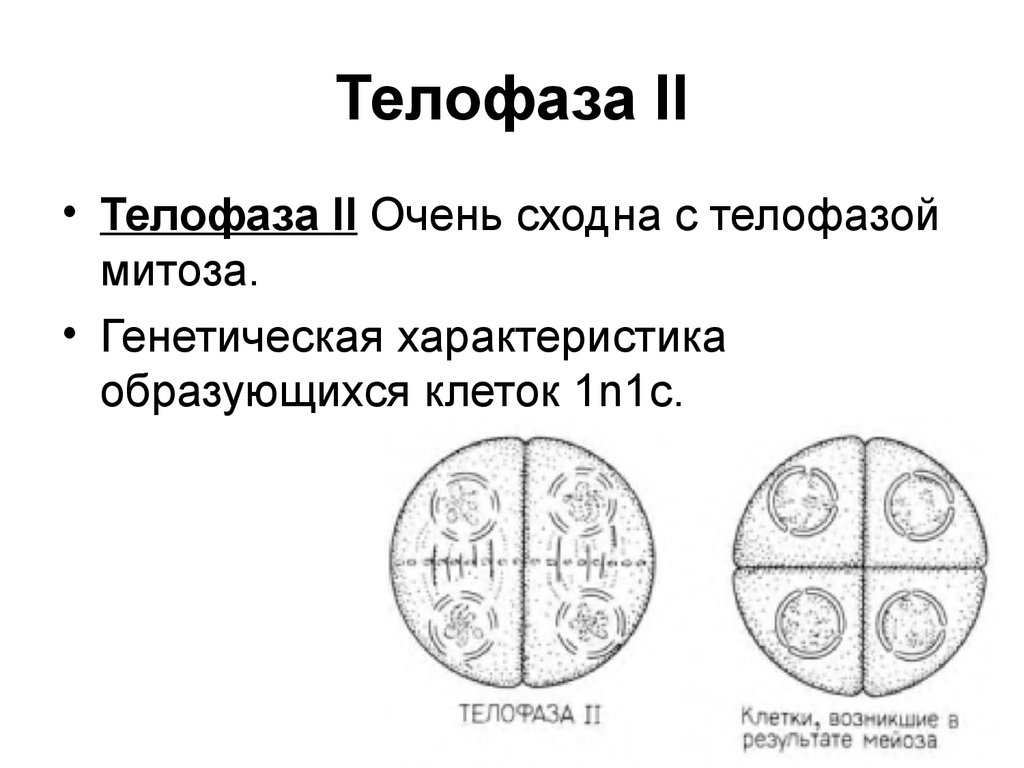 В конце телофазы мейоза 1