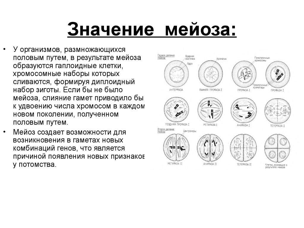 Стадии мейоза