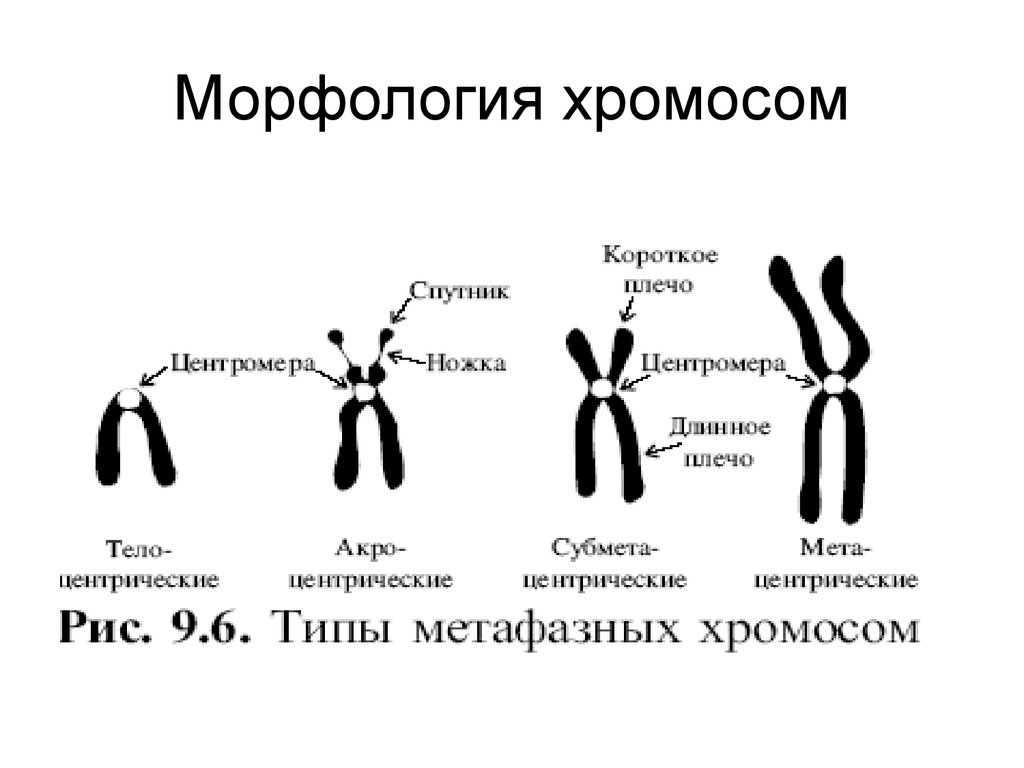 Схема строения хромосомы