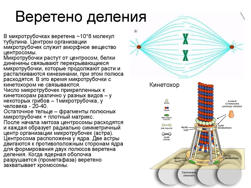 Веретено клетки. Структуры веретена деления эукариотической клетки. Нити веретена деления строение. Образование микротрубочек веретена деления. Микротрубочки образуют Веретено деления.