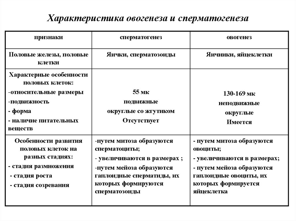 Различия в строении половых клеток. Характеристика сперматогенеза и овогенеза. Сравнительная характеристика сперматогенеза и овогенеза. Сравнительная характеристика процессов овогенеза и сперматогенеза. Сравнительная таблица сперматогенеза и овогенеза.