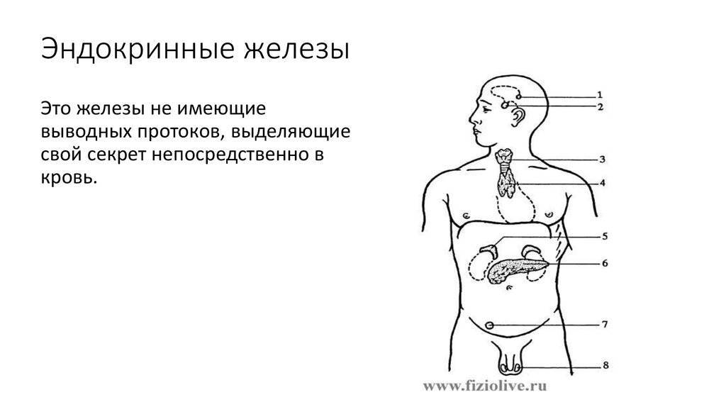 Железа внутренней секреции