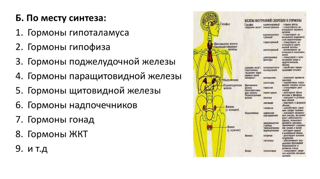 На рисунке изображены ткани и органы функции которых регулируют гормоны