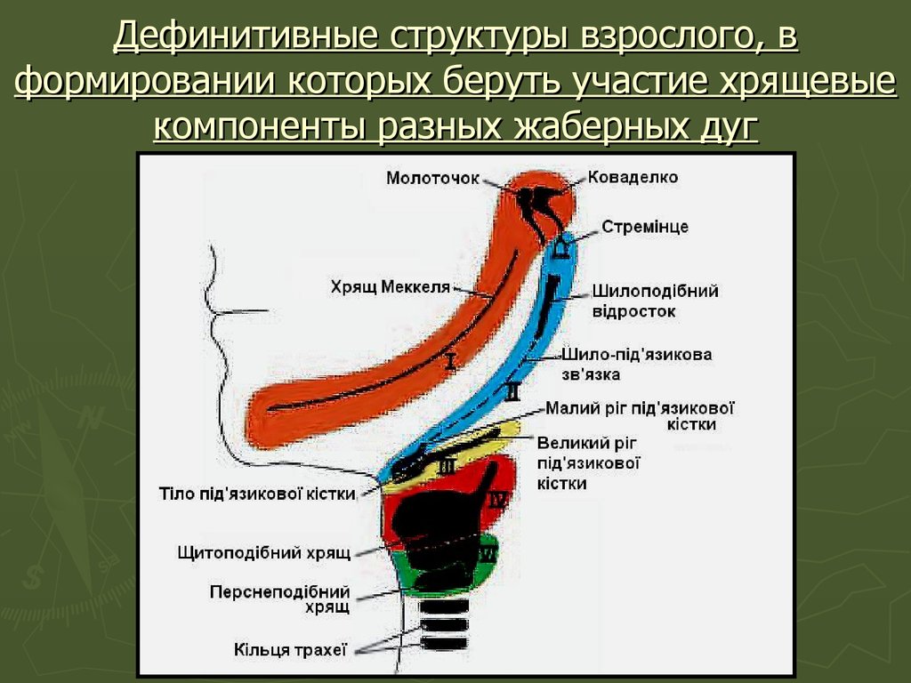 Беруть. Дефинитивные структуры. Формирование дефинитивных структур. Дефинитивные структуры человека. Строение жаберных дуг.