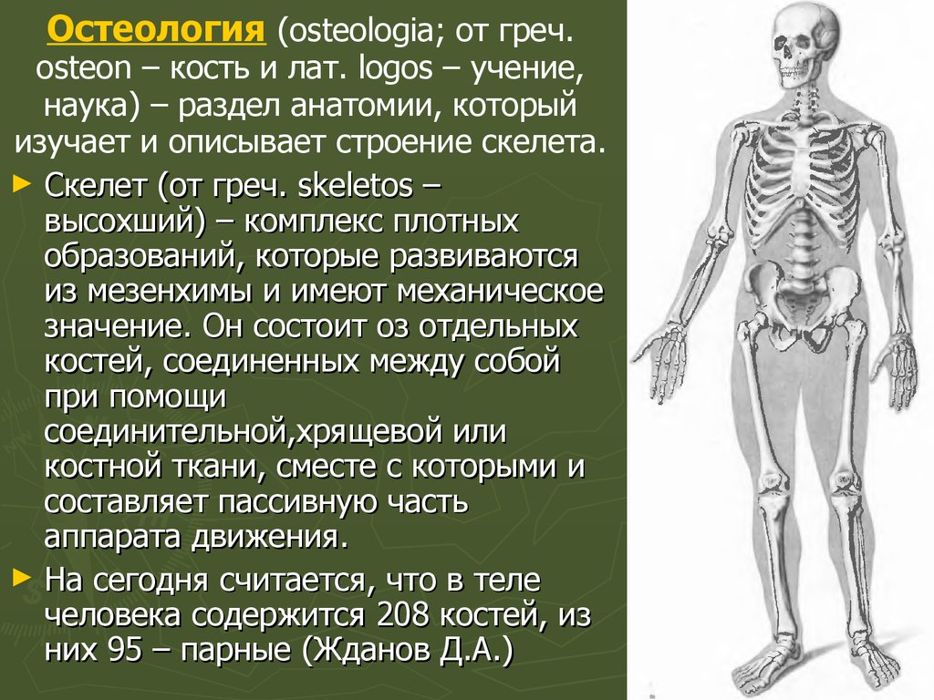 Остеология. Кости Остеология. Скелет человека Остеология. Остеология анатомия человека.