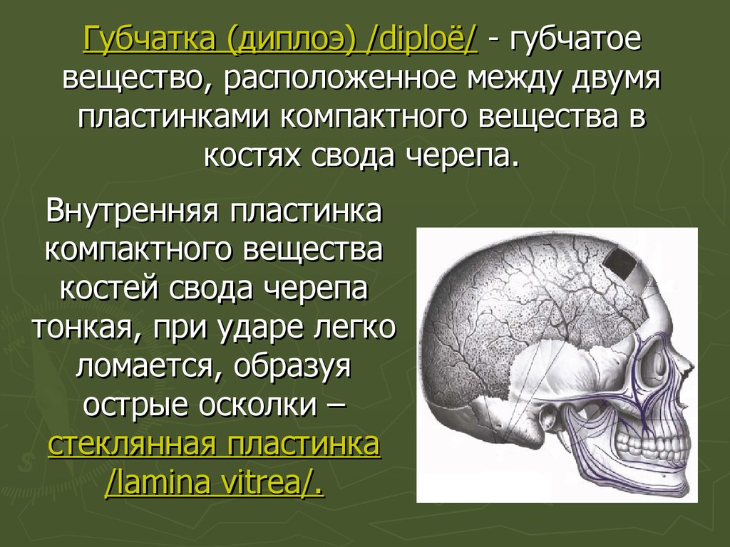 Особенности строения свода черепа