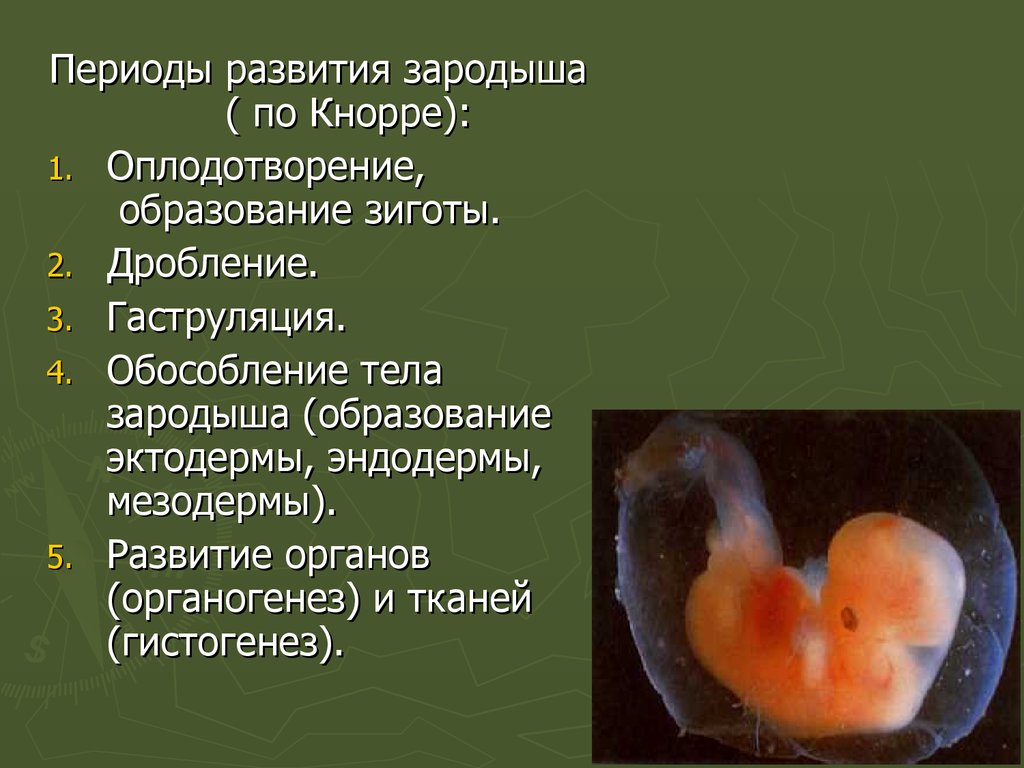 Первая стадия зародышевого развития в результате которой. Этапы развития зародыша. Стадии развития зародыша. Развитие органов у зародыша. Стадии формирования зародыша.