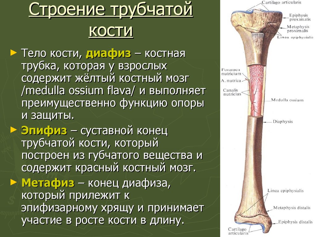 Какие функции выполняют трубчатые кости. Строение кости диафиз эпифиз. Строение трубчатой кости анатомия. Головка трубчатой кости состоит. Строение длинной трубчатой кости.