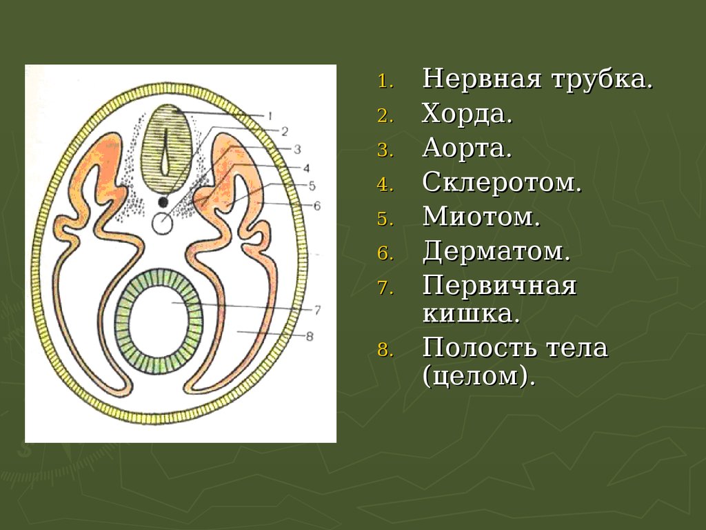 Хорда нервная трубка первичная кишка