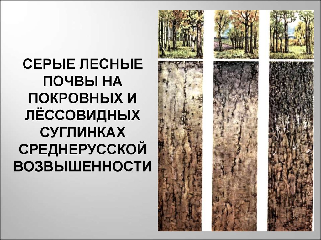 Серые лесные почвы. Серые Лесные оподзоленные  почвы в Удмуртии. Серо Лесные почвы. Светло-серые Лесные почвы. Светлые серые Лесные почвы.