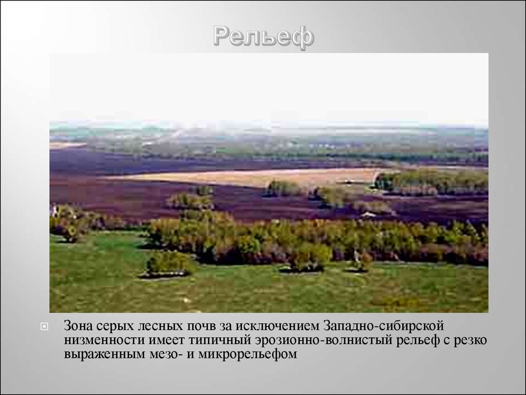 Тест по теме западно сибирская равнина. Рельеф Лесной зоны. Рельеф Лесной зоны Западно сибирской равнины. Зона серых лесных почв. Почвы Западно сибирской равнины.