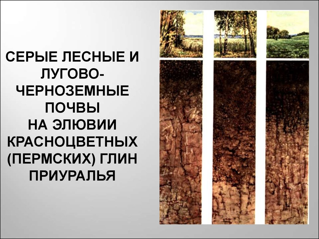 Серые почвы. Почвенный профиль лугово-черноземные. Черноземные серые Лесные Лесные. Чернозем и серые Лесные почвы. Лугово-черноземные почвы.