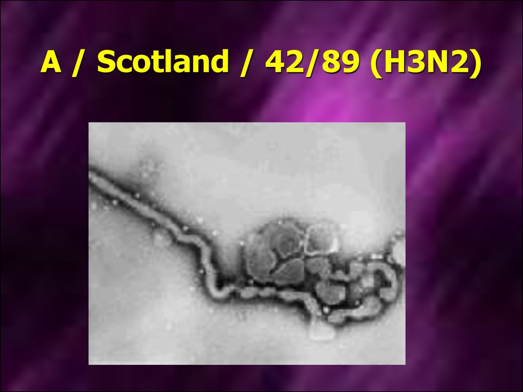 A / Scotland / 42/89 (H3N2)