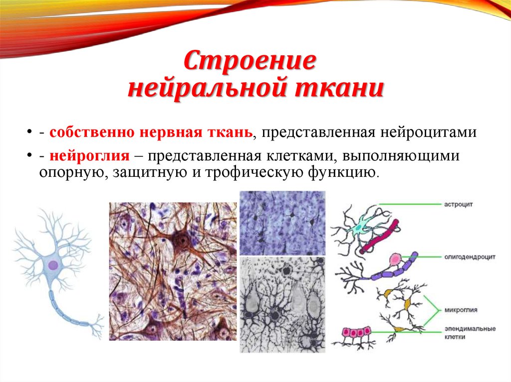 Нервная ткань состоит из собственно нервных клеток. Нервная ткань строение и функции. Нервная ткань расположение строение функции. Нервная ткань животных строение и функции. Нервная ткань строение и функции анатомия.