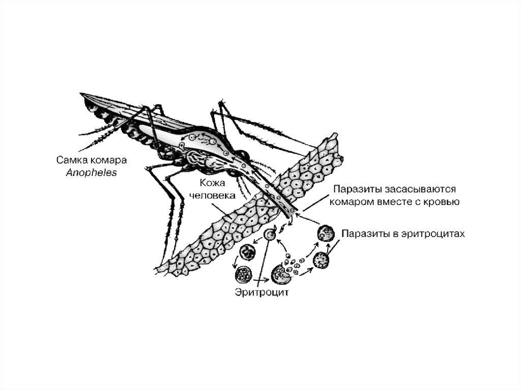 Малярия патогенез схема