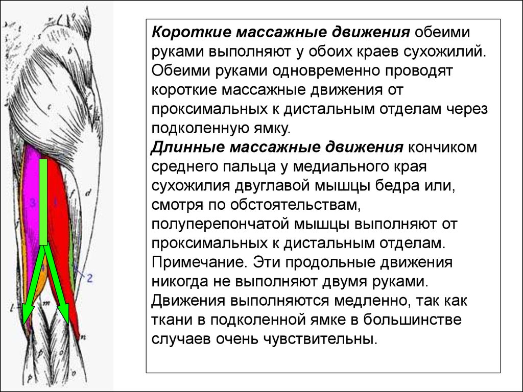 Полуперепончатая мышца бедра функции. Продольное движение. Двуглавая мышца бедра собаки. Выражение дворники в массажных движений.