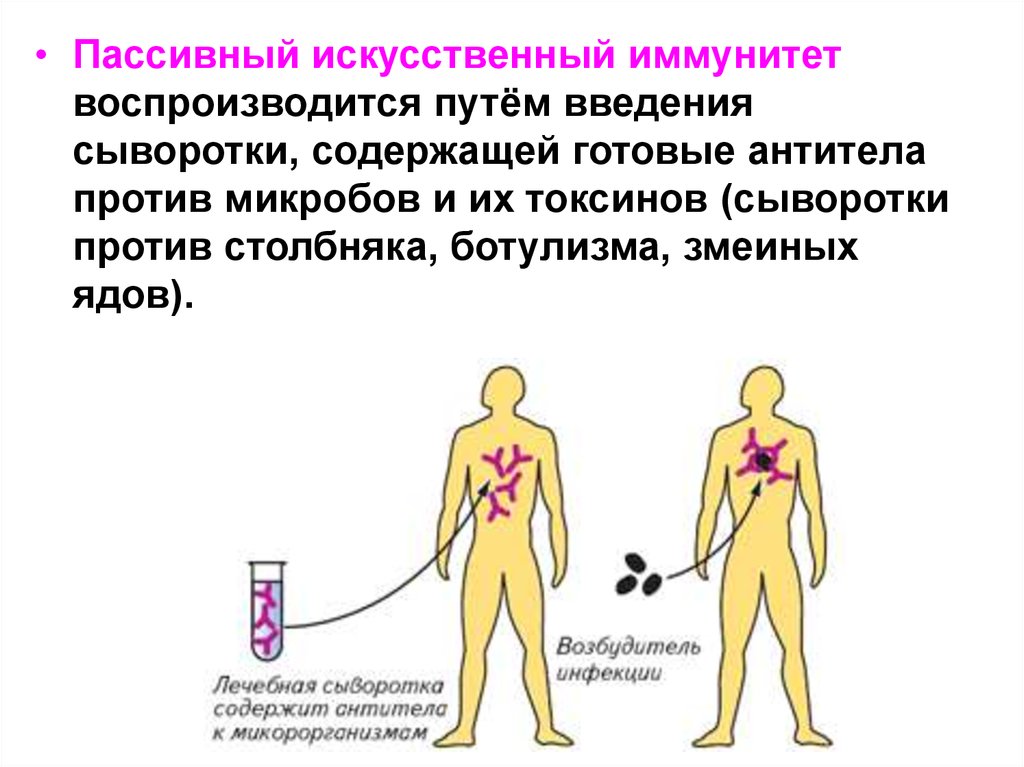 Искусственный иммунитет возникает. Искусственно активный и пассивный иммунитет. Пассивный искусственный иммунитет формируется на Введение. Искусственный пассивный иммунитет вырабатывается при введении:. Искусственный иммунитет пассивный лечебной сыворотки.