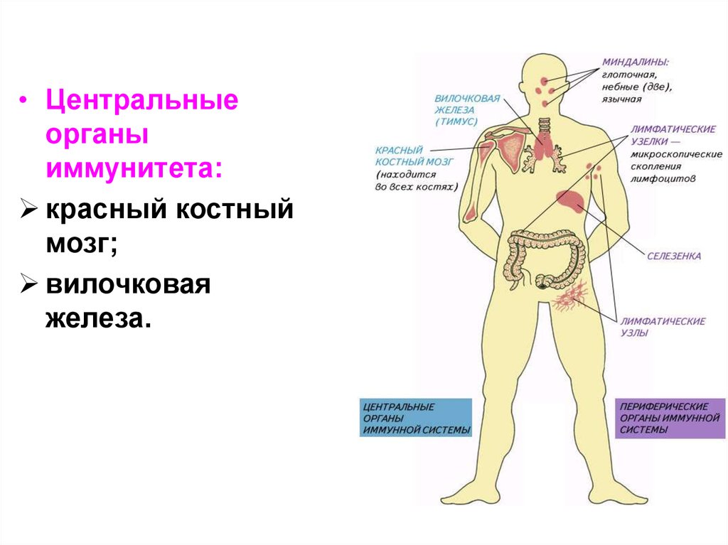 Иммунная система презентация анатомия