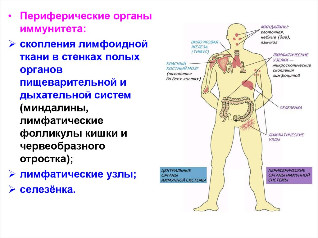 Лимфоидная ткань органы. Периферические органы и ткани иммунной системы. Функции периферических органов иммунной системы. Лимфоидная иммунная система. Орган периферической лимфоидной системы.