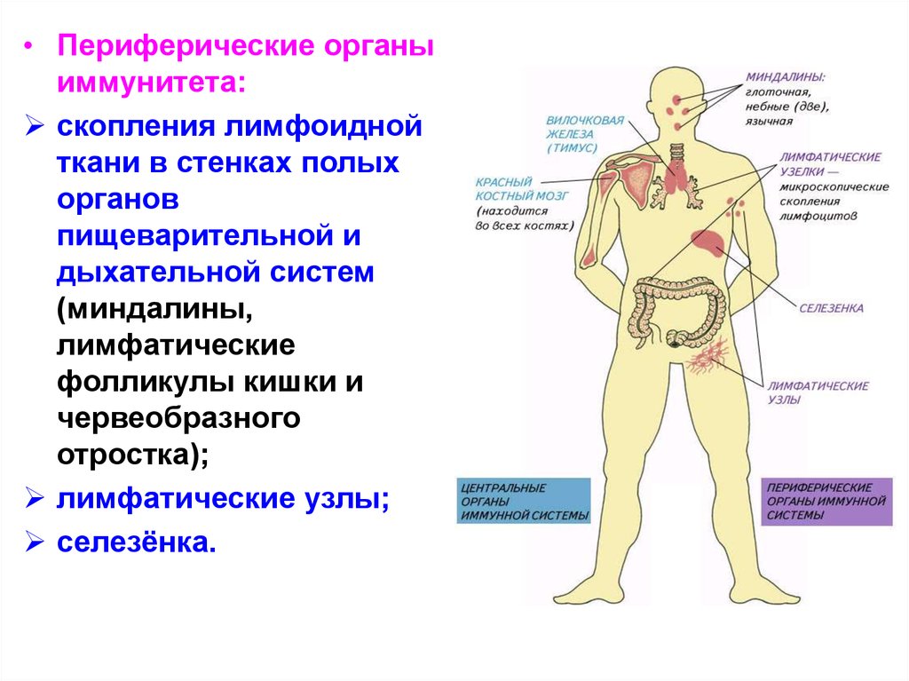 Лимфоидная ткань органы