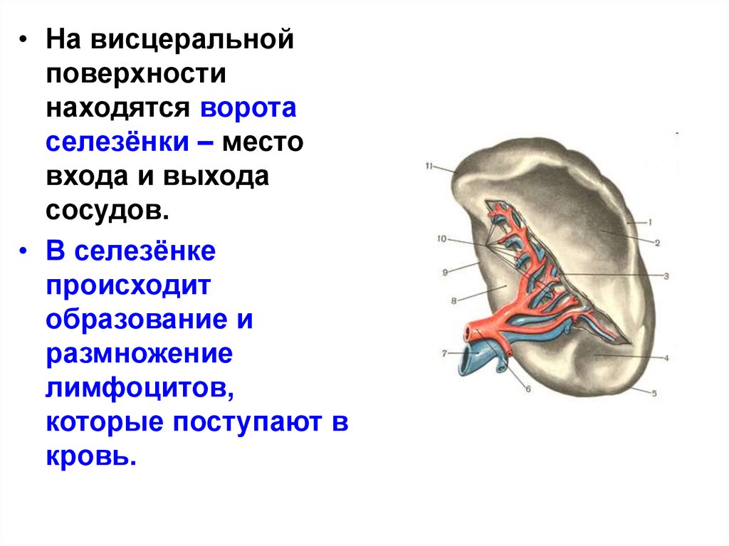 Селезенка особенности. Ворота селезенки анатомия. Анатомия селезенки висцеральная поверхность. Сегменты селезенки. Висцеральная поверхность селезенки.