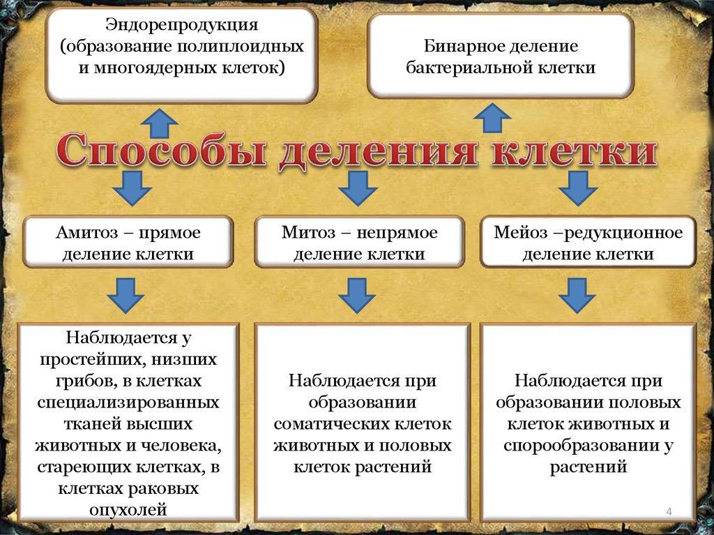 Презентация митоз мейоз амитоз