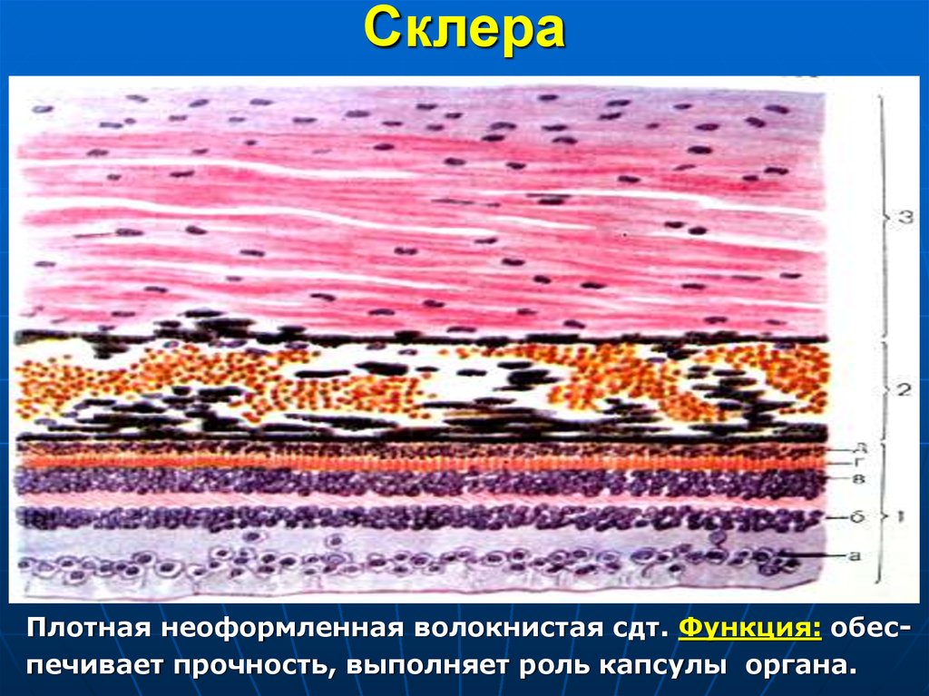 Органы чувств гистология рисунки