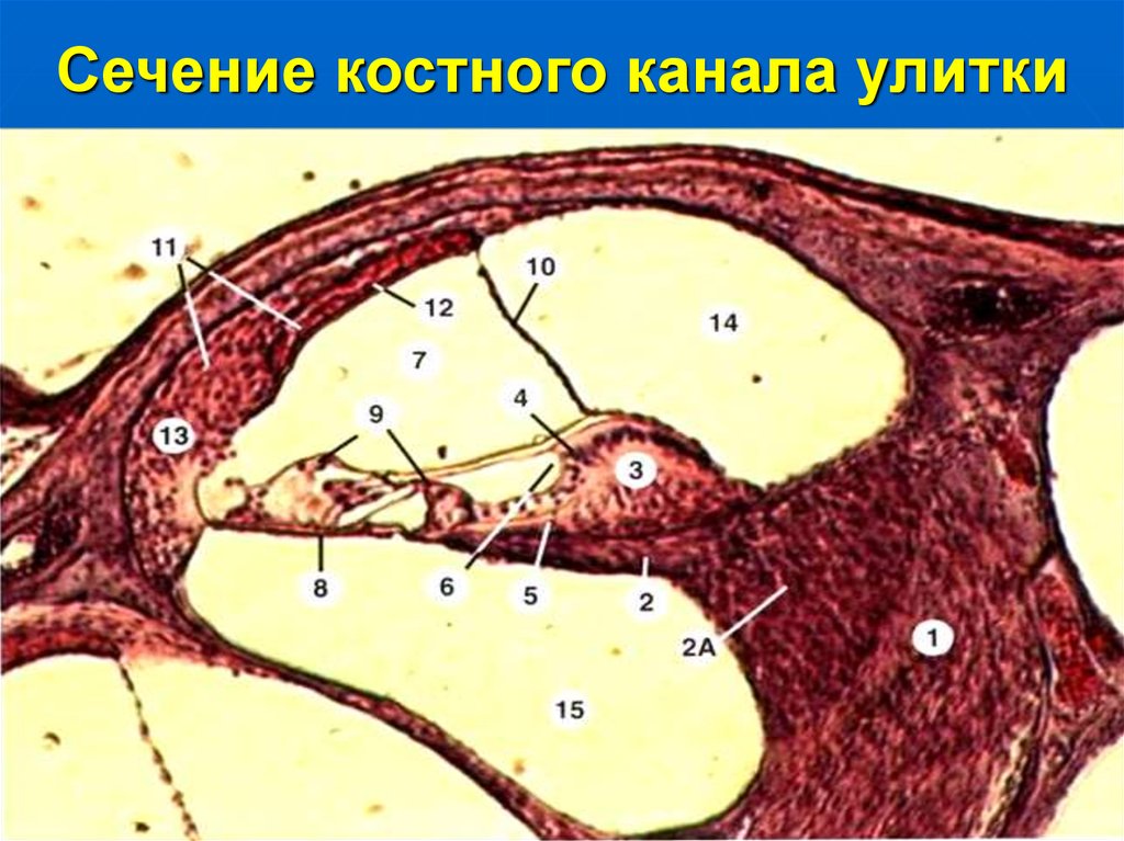 Канал улитка. Кортиев орган костный канал улитки. Сечение костного канала улитки. Костный улитковый проток. Срез канала улитки.