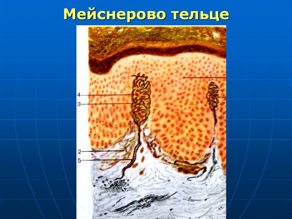 Тельце мейснера рисунок